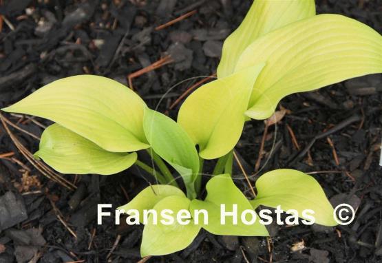 Hosta Cha Cha Cha